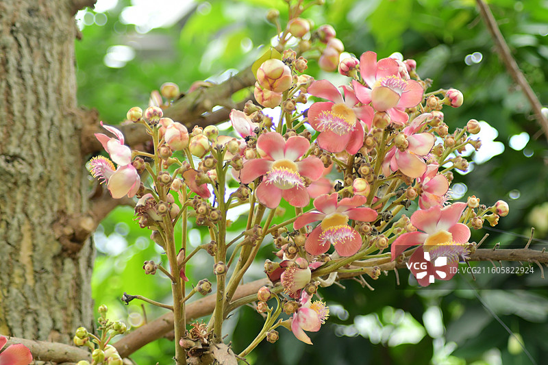 南方珍稀园林树种-Couroupita guianensis炮弹树图片素材