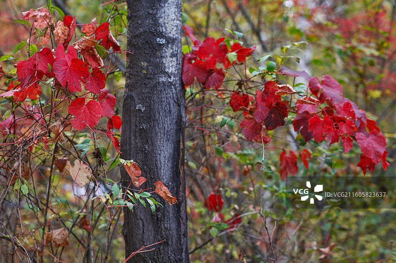 长白山林中红叶逢仲秋图片素材
