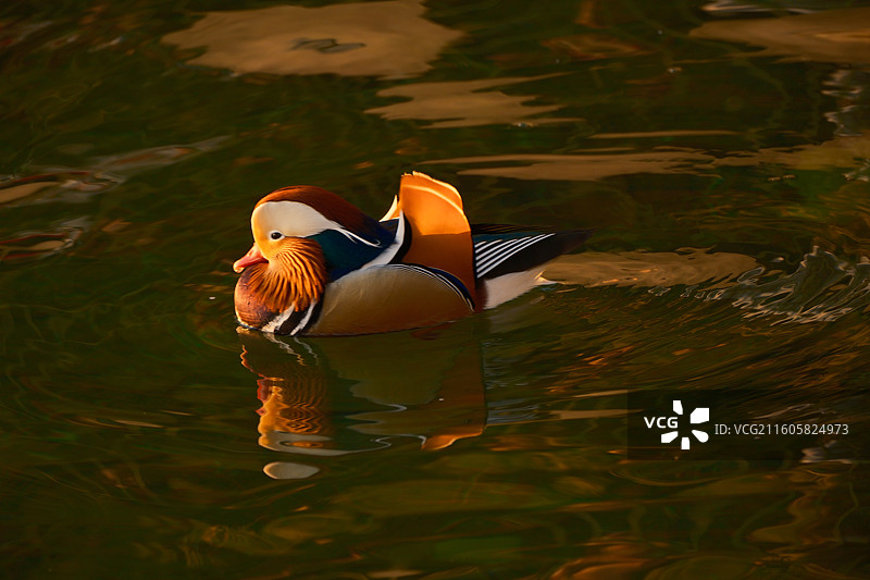 北海公园的鸳鸯图片素材