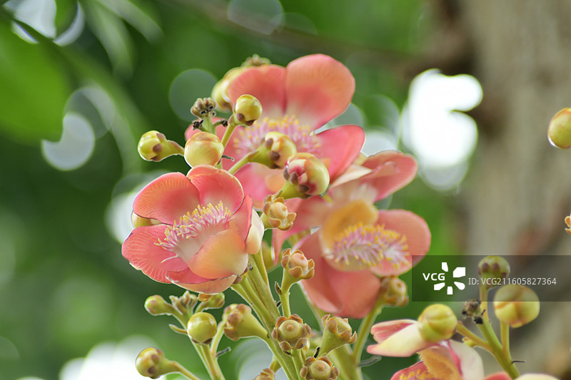 南方珍稀园林树种-Couroupita guianensis炮弹树图片素材