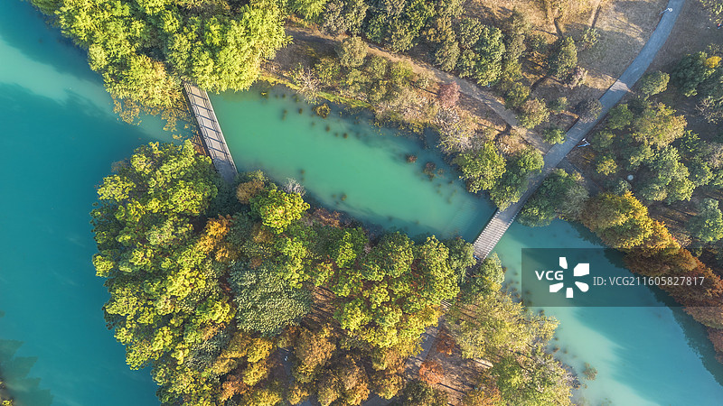 秋天的水杉林和河流-江苏常州新北区新龙生态林图片素材