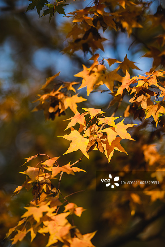 秋季树上枫叶的低角度视图图片素材