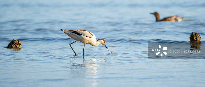 在深圳湾公园迁徙过冬的反嘴鹬图片素材