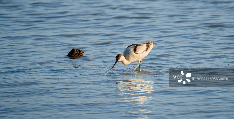 在深圳湾公园迁徙过冬的反嘴鹬图片素材