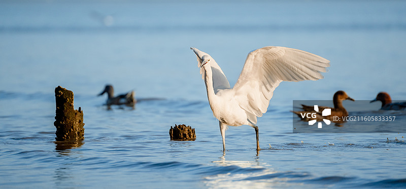 深圳湾海滨公园在海边觅食的大白鹭小白鹭图片素材