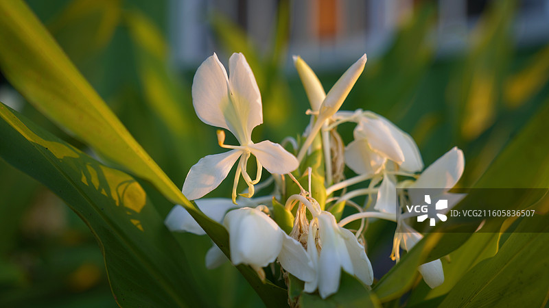 白姜花图片素材