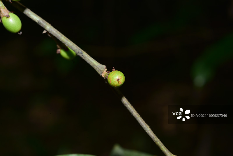 南方珍稀园林树种-Litsea lancifolia var. ellipsoidea 椭圆果木姜子图片素材