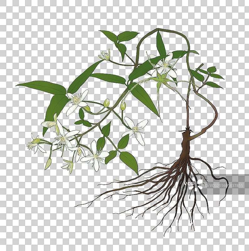 威灵仙图片素材