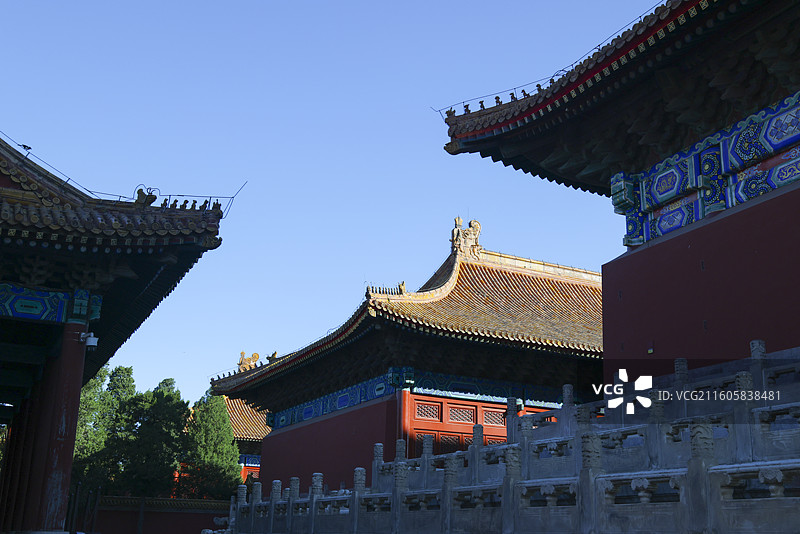 北京太庙秋天建筑柏树白猫风光图片素材