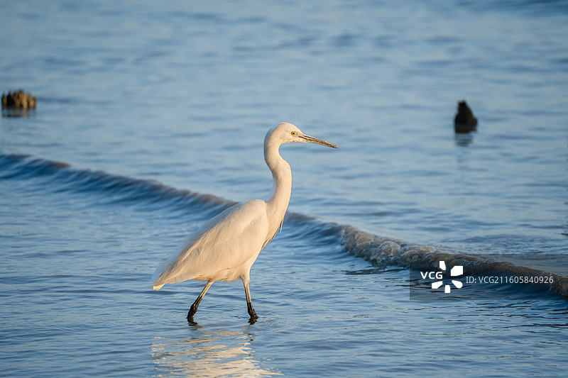深圳湾海滨公园在海边觅食的大白鹭小白鹭图片素材