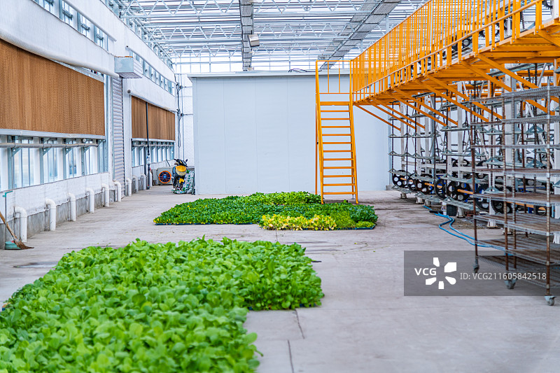 新疆 乌鲁木齐 米东区羊毛工镇  育苗工厂 温室大棚图片素材