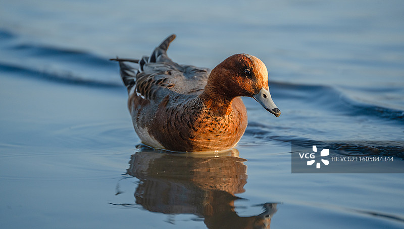 在深圳湾过冬的野鸭图片素材
