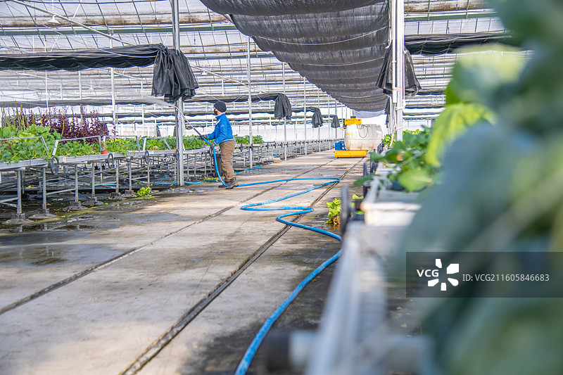 新疆 乌鲁木齐 米东区羊毛工镇  育苗工厂 温室大棚图片素材