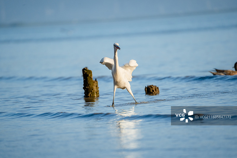 深圳湾海滨公园在海边觅食的大白鹭小白鹭图片素材