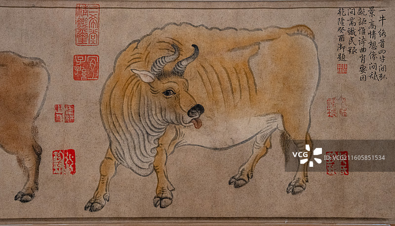 唐代 韩滉 五牛图卷 真迹 故宫博物院 镇馆之宝 国宝图片素材