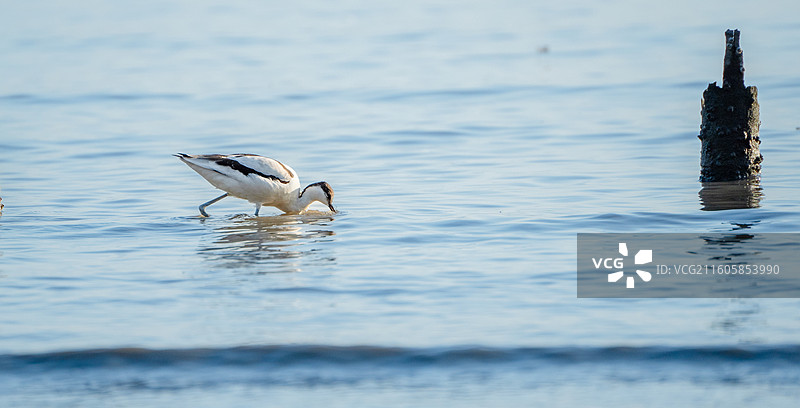 在深圳湾公园迁徙过冬的反嘴鹬图片素材