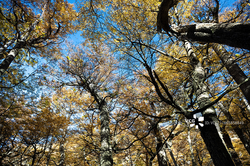 智利，百内国家公园，秋天的百内国家公园图片素材