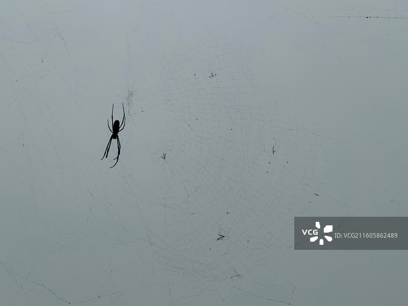 蜘蛛和网图片素材