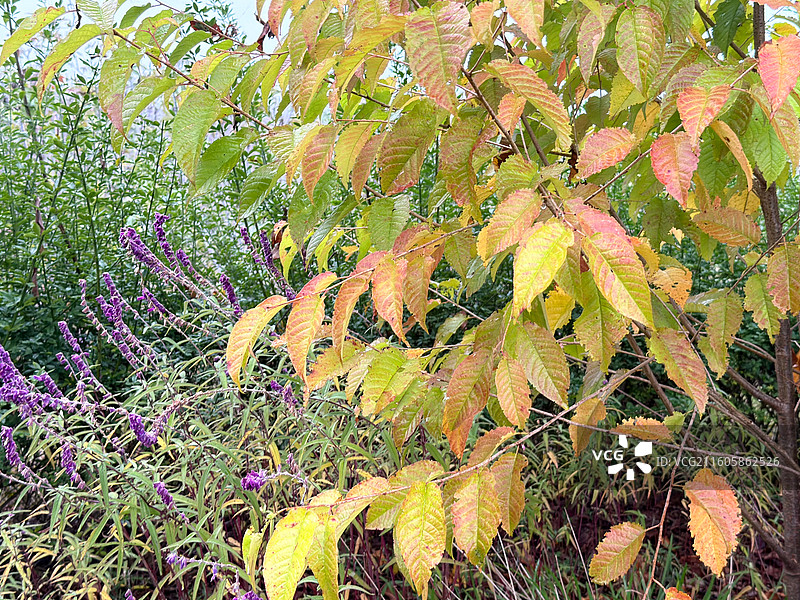 蜘蛛和网图片素材