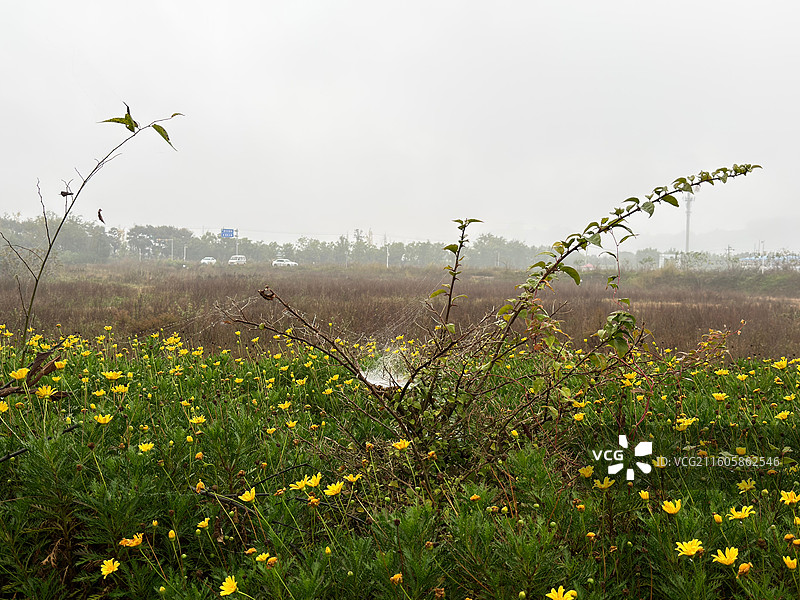 蜘蛛和网图片素材