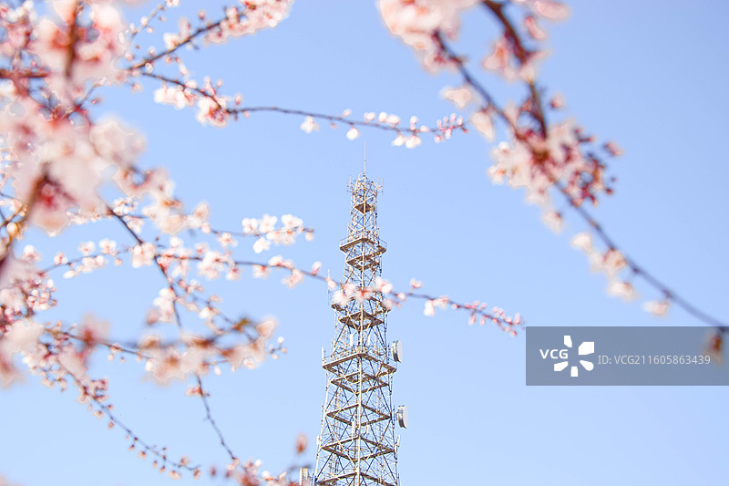 繁花中的铁塔图片素材