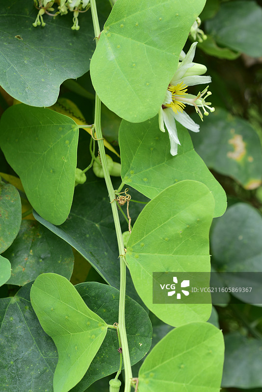 南方珍稀园林树种-Passiflora yucatanensis尤卡坦西番莲图片素材