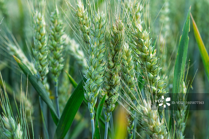 特写绿色麦穗图片素材
