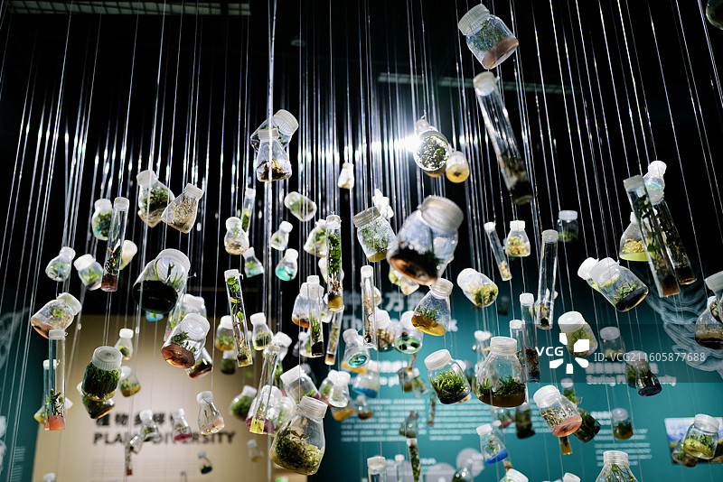 云南昆明植物园扶荔宫种子圣殿里的种子与种子发芽的过程图片素材