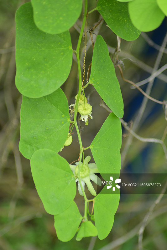 南方珍稀园林树种-Passiflora yucatanensis尤卡坦西番莲图片素材