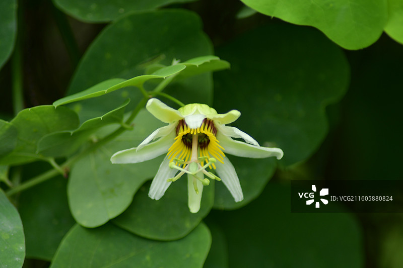 南方珍稀园林树种-Passiflora yucatanensis尤卡坦西番莲图片素材