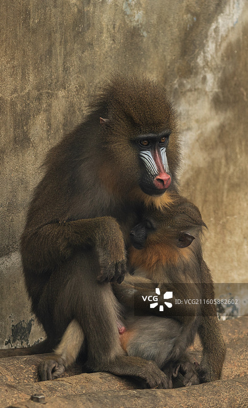 成都动物园的灵长类动物图片素材