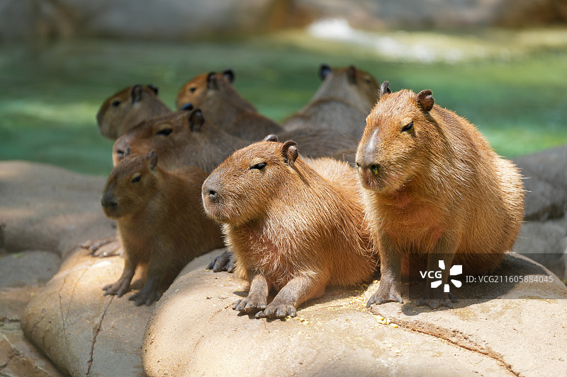 动物园里的水豚图片素材