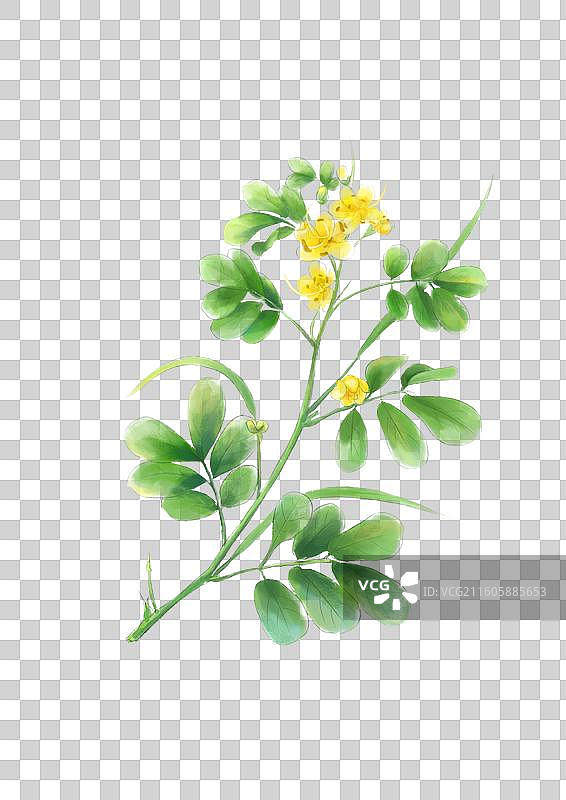 决明子 中草药免抠素材图片素材