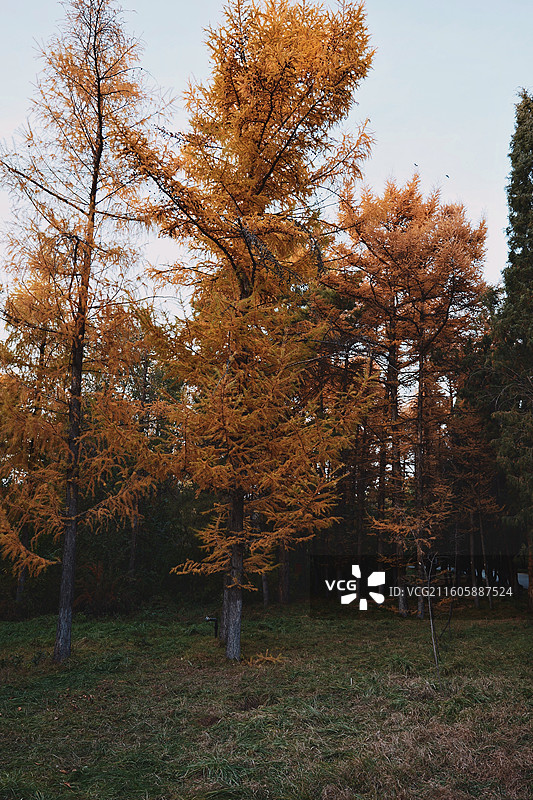 呼和浩特树木园图片素材