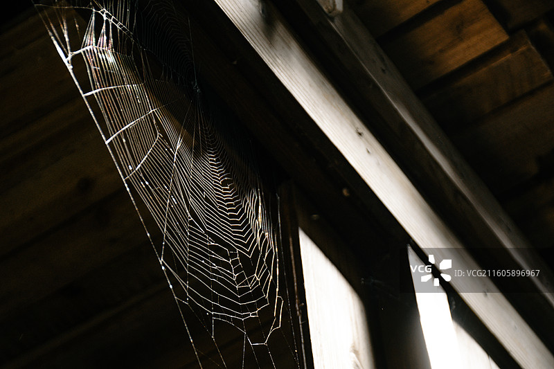 蜘蛛网图片素材
