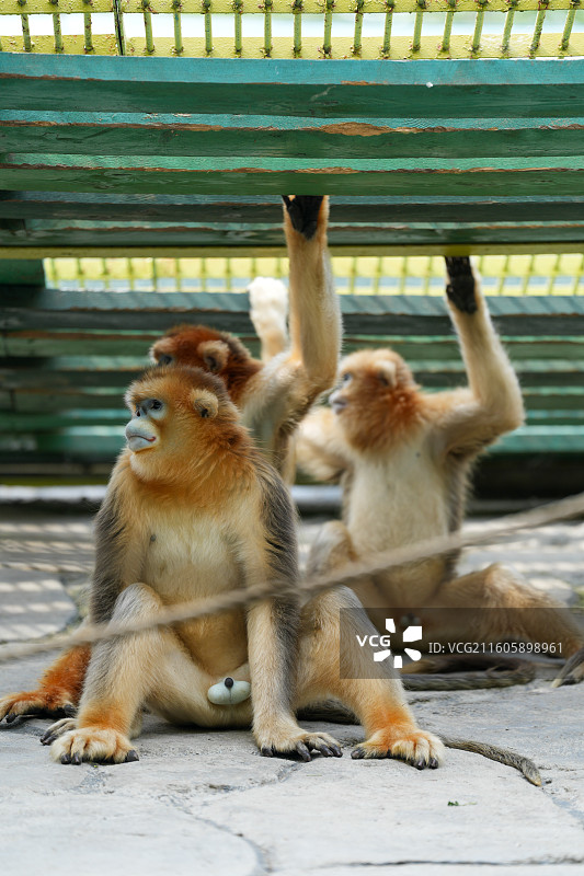 北京大兴野生动物园金丝猴图片素材