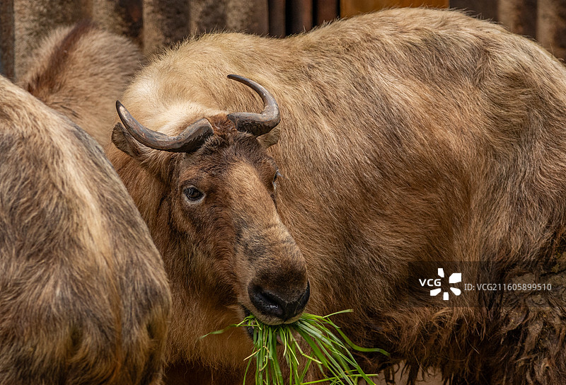 成都动物园的大型动物图片素材