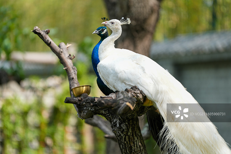 动物园里的孔雀图片素材