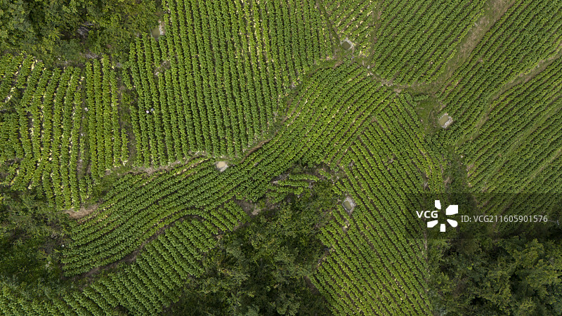 田园风光图片素材