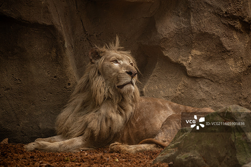 成都动物园的大型动物图片素材