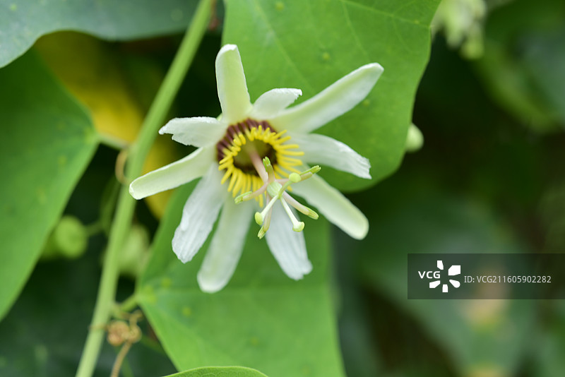 南方珍稀园林树种-Passiflora yucatanensis尤卡坦西番莲图片素材
