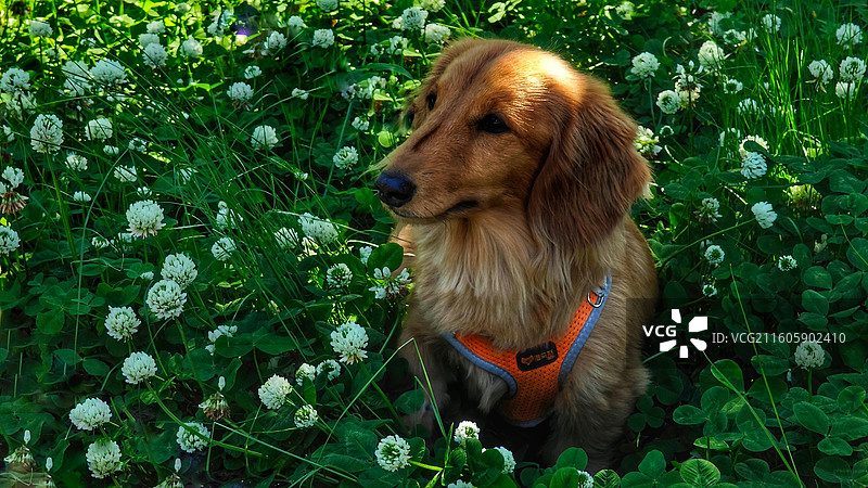 日本大阪四天王寺公园紧邻四天王寺，园内花木繁茂，有池塘点缀，与古寺建筑相映成趣，充满宁静禅意。图片素材