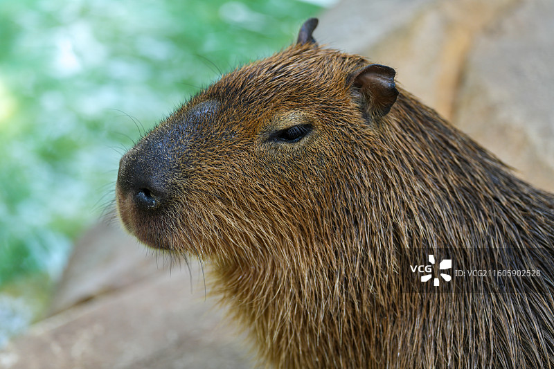 动物园里的水豚图片素材
