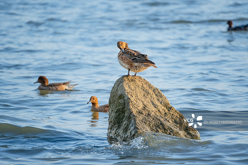 在深圳湾过冬站在岩石上的野鸭图片素材