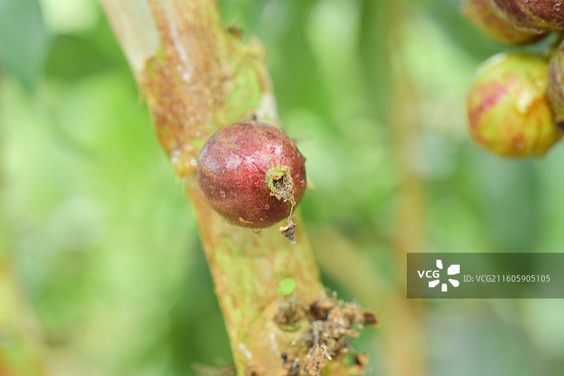 南方珍稀园林树种-Plinia phitrantha长叶嘉宝果图片素材