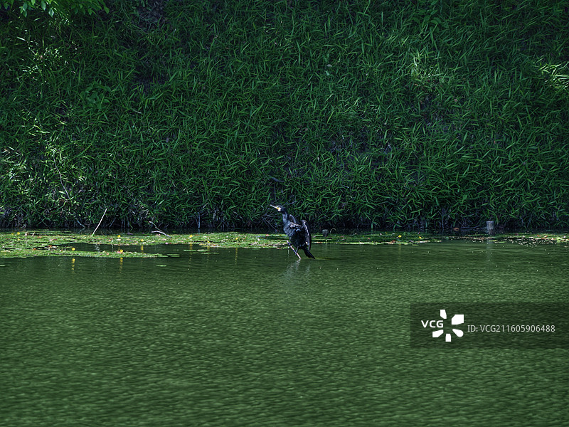 日本大阪四天王寺公园紧邻四天王寺，园内花木繁茂，有池塘点缀，与古寺建筑相映成趣，充满宁静禅意。图片素材