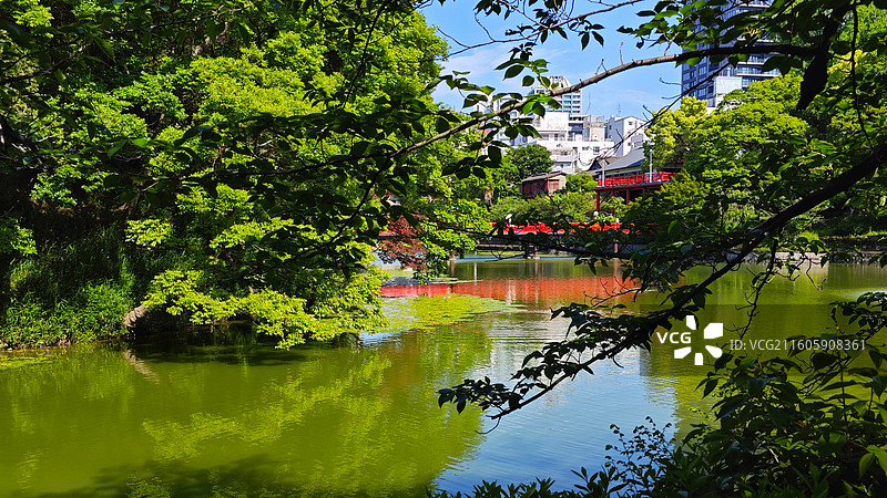 日本大阪四天王寺公园紧邻四天王寺，园内花木繁茂，有池塘点缀，与古寺建筑相映成趣，充满宁静禅意。图片素材