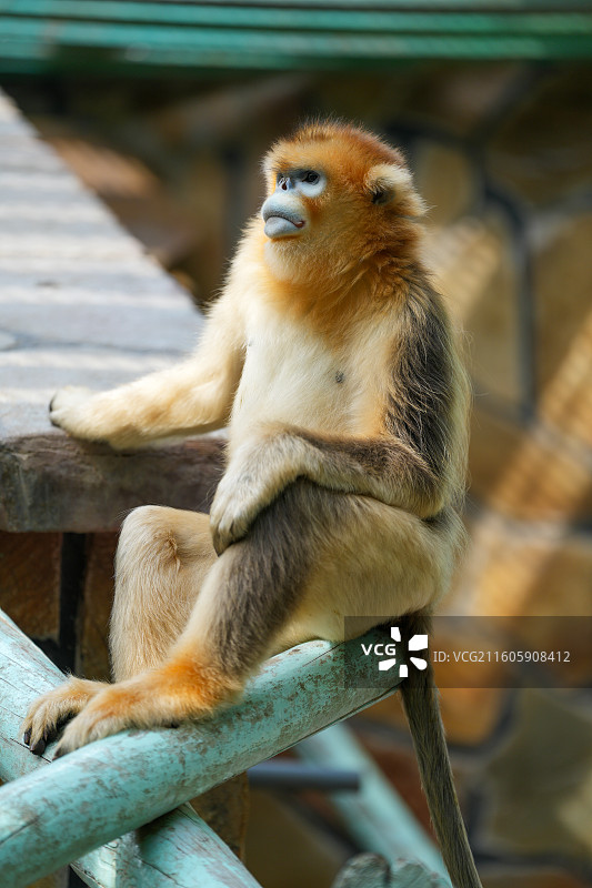 北京大兴野生动物园金丝猴图片素材