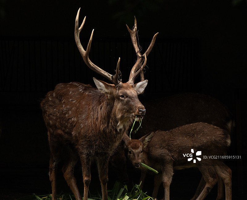 成都动物园的大型动物图片素材