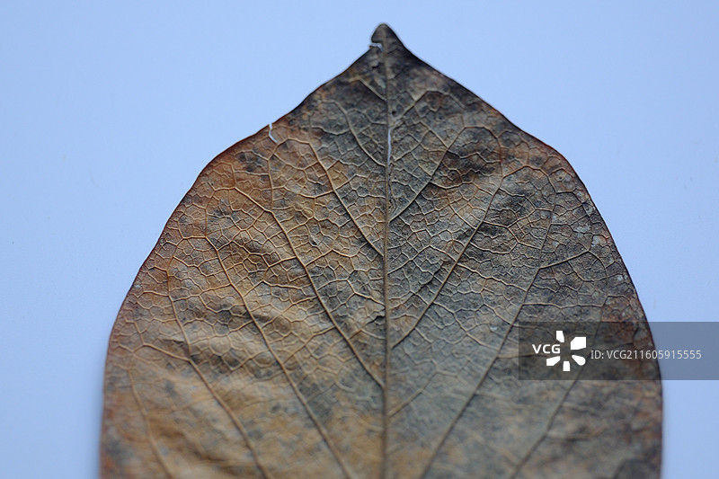 白色背景下的黄叶红叶枯叶落叶。叶脉叶子背景图设计素材壁纸图片素材